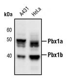 PBX1 Antibody in Western Blot (WB)