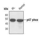 p47phox Antibody in Western Blot (WB)