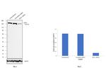 EEA1 Antibody