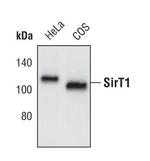 SIRT1 Antibody in Western Blot (WB)