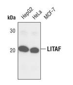 LITAF Antibody in Western Blot (WB)