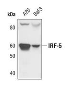 IRF5 Antibody in Western Blot (WB)