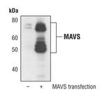 MAVS Antibody in Western Blot (WB)