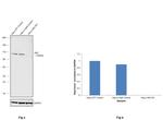 HK2 Antibody in Western Blot (WB)