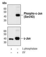 Phospho-c-Jun (Ser243) Antibody in Western Blot (WB)