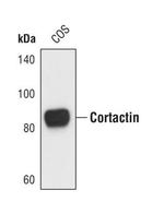 Cortactin Antibody in Western Blot (WB)