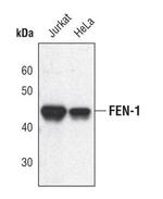 FEN1 Antibody in Western Blot (WB)