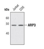 Arp3 Antibody in Western Blot (WB)