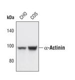 alpha Actinin 1 Antibody in Western Blot (WB)