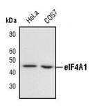 eIF4A1 Antibody in Western Blot (WB)