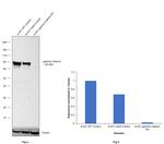 gamma Catenin Antibody