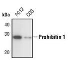 Prohibitin Antibody in Western Blot (WB)