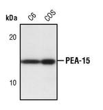 PEA15 Antibody in Western Blot (WB)