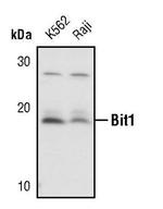 Bit1 Antibody in Western Blot (WB)