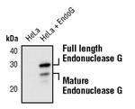 ENDOG Antibody in Western Blot (WB)