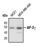 AP2 gamma Antibody in Western Blot (WB)