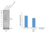 SCD Antibody