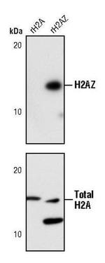 Histone H2A.Z Antibody in Western Blot (WB)