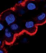 STK39 Antibody in Immunocytochemistry (ICC/IF)