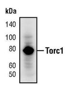 Torc1 Antibody in Western Blot (WB)