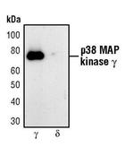 p38 MAPK gamma Antibody in Western Blot (WB)