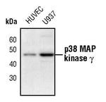 p38 MAPK gamma Antibody in Western Blot (WB)