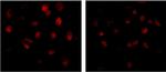 SMAD3 Antibody in Immunocytochemistry (ICC/IF)