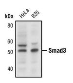 SMAD3 Antibody in Western Blot (WB)