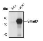 SMAD3 Antibody in Western Blot (WB)