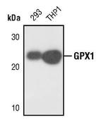 GPX1 Antibody in Western Blot (WB)