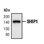 SHIP1 Antibody in Western Blot (WB)