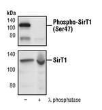 Phospho-SIRT1 (Ser47) Antibody in Western Blot (WB)