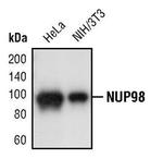 NUP98 Antibody in Western Blot (WB)