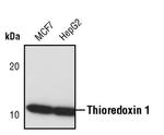 Thioredoxin 1 Antibody in Western Blot (WB)