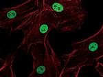 H3K4me1 Antibody in Immunocytochemistry (ICC/IF)