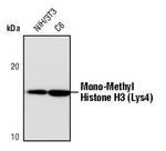 H3K4me1 Antibody in Western Blot (WB)