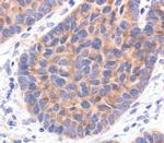 eIF4G Antibody in Immunohistochemistry (Paraffin) (IHC (P))