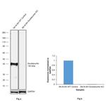 Doublecortin Antibody in Western Blot (WB)