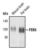 FE65 Antibody in Western Blot (WB)