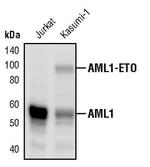 RUNX1 Antibody in Western Blot (WB)