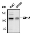 STAT2 Antibody in Western Blot (WB)