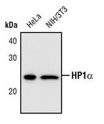 HP1 alpha Antibody in Western Blot (WB)