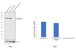 Catenin alpha-1 Antibody