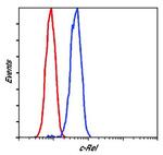 c-Rel Antibody in Flow Cytometry (Flow)