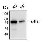 c-Rel Antibody in Western Blot (WB)