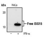 ISG15 Antibody in Western Blot (WB)