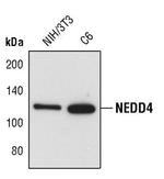 NEDD4 Antibody in Western Blot (WB)