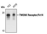 CD266 Antibody in Western Blot (WB)