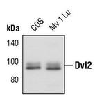 DVL2 Antibody in Western Blot (WB)