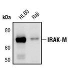 IRAK-M Antibody in Western Blot (WB)